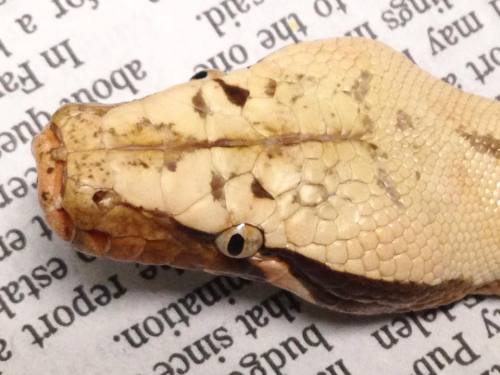 sabletsnakes: T+ Albino Lyly GoldenEyeSelective Origins