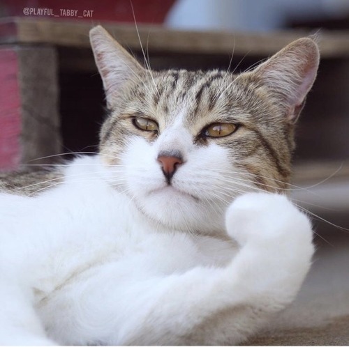 friendly-animals:  friendly-animals:  (Source)  Follow Our New Instagram: animals_lovers_ig (: