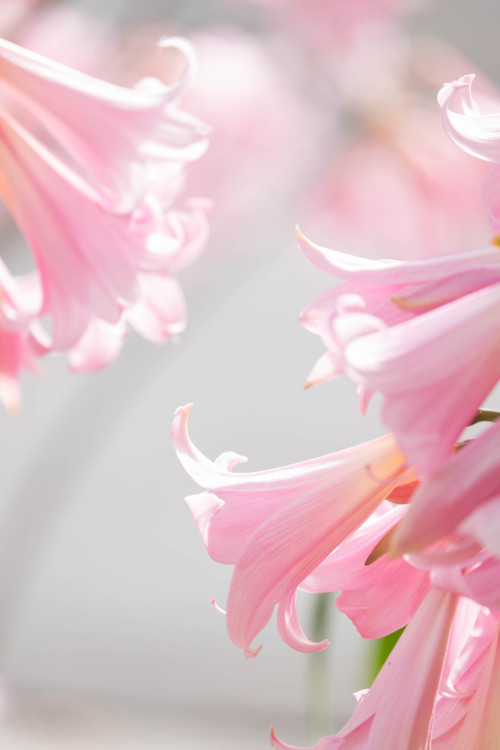 brucespencer:  “No Edit Pink Ladies #4-5957″ ©Bruce Spencer 2016 