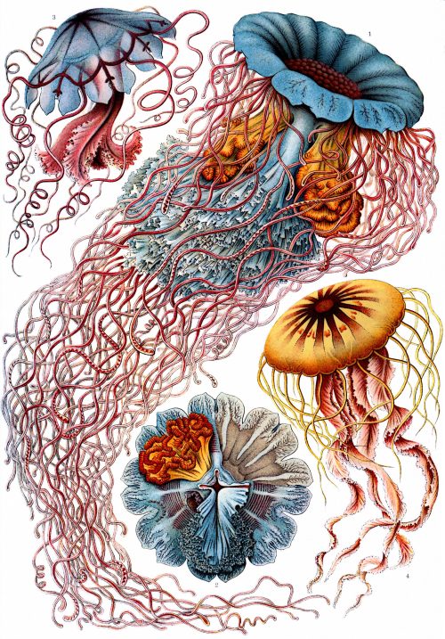 Ernst Haeckel pulchramundi.tumblr.com