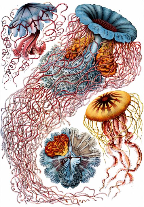 modhero:Ernst Haeckel - Artist, biologist, naturalist.