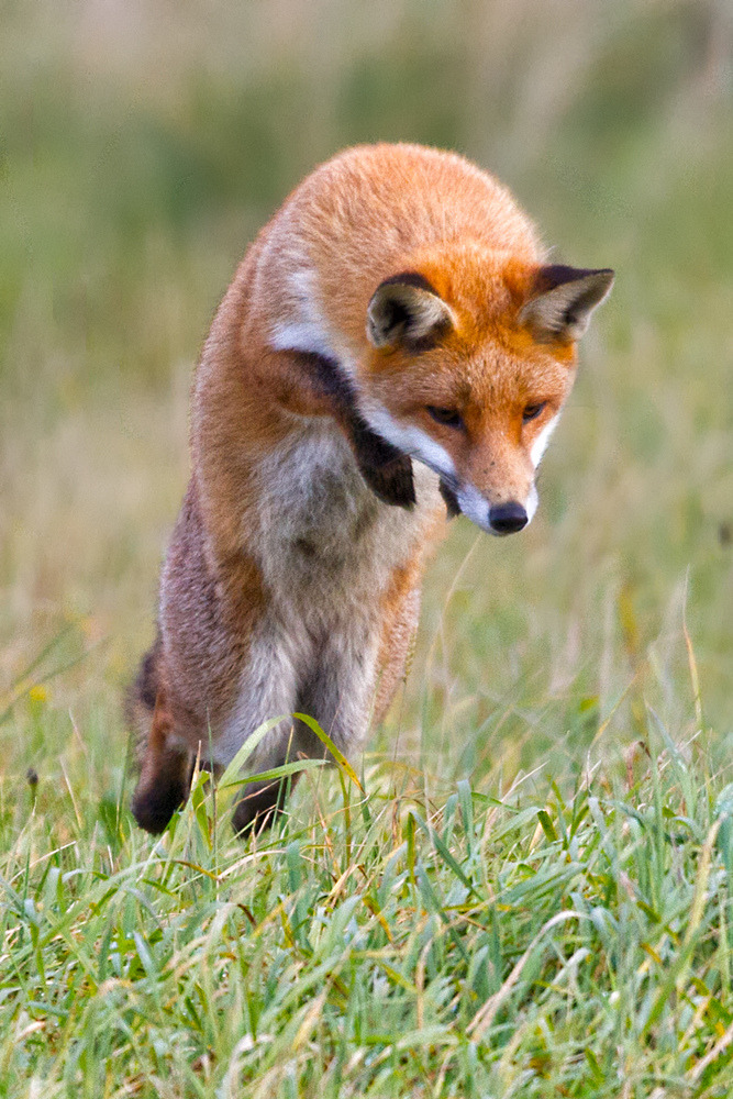 mystic-revelations:  Fox hunt ! By Brett T 