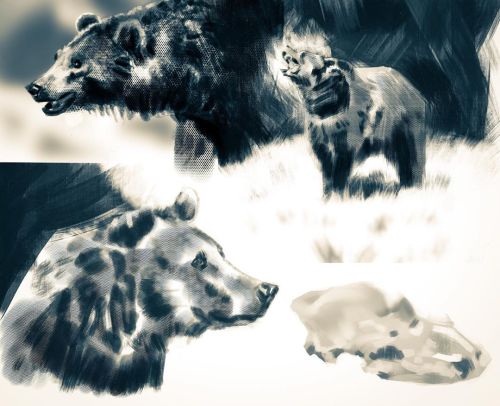 Bear studies#bear #bearart #grizzlybear #grizzly #animal #animalart #illustration #digitalart #dra