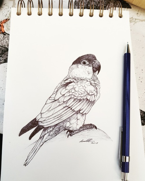 Pen sketch of my baby Pippin. 1.5 hours.