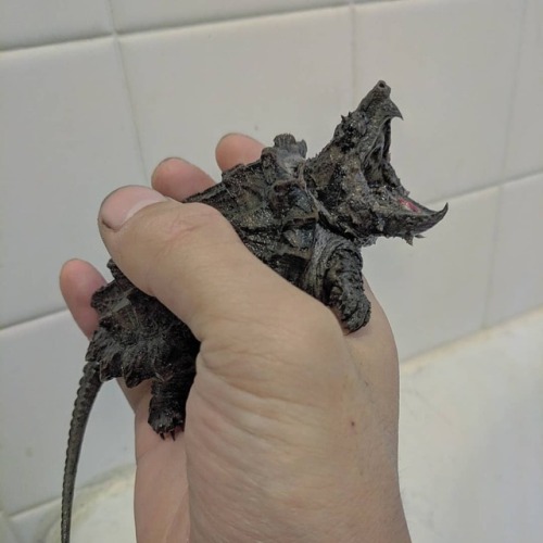 Attack mode #alligatorsnappingturtle #Macrochelys temminckii #snappingturtle #turtle #pets #animals 