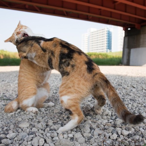 okirakuoki:  にゃんこ相撲。  #cat #ねこ