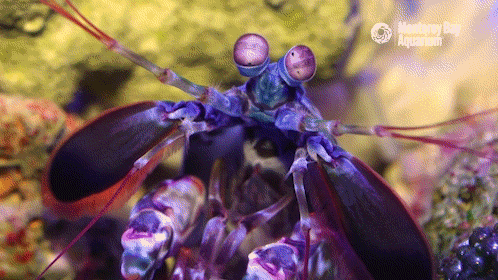 montereybayaquarium:Find somebody who looks at you like a mantis shrimp looks at the world in a tri-