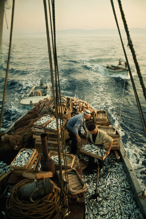 natgeofound:Fishermen load their catch of sardines into crates on the Adriatic Sea, May 1970.Photogr