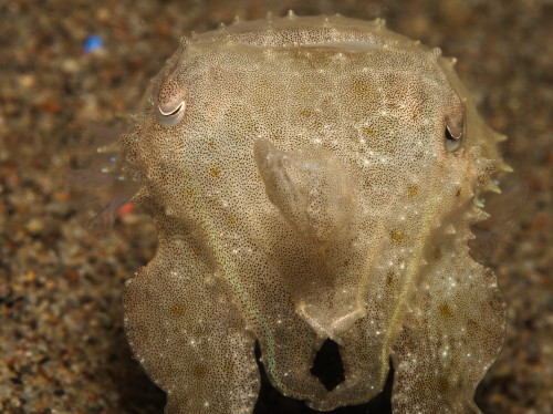 Cephalopod