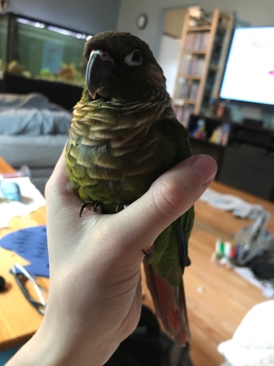 Sex flock-talk:  bunsenbirb:  flock-talk:  *is pictures