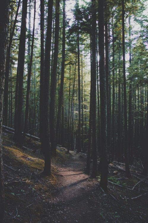 Sex wallpaperhipster:  //bosque// pictures