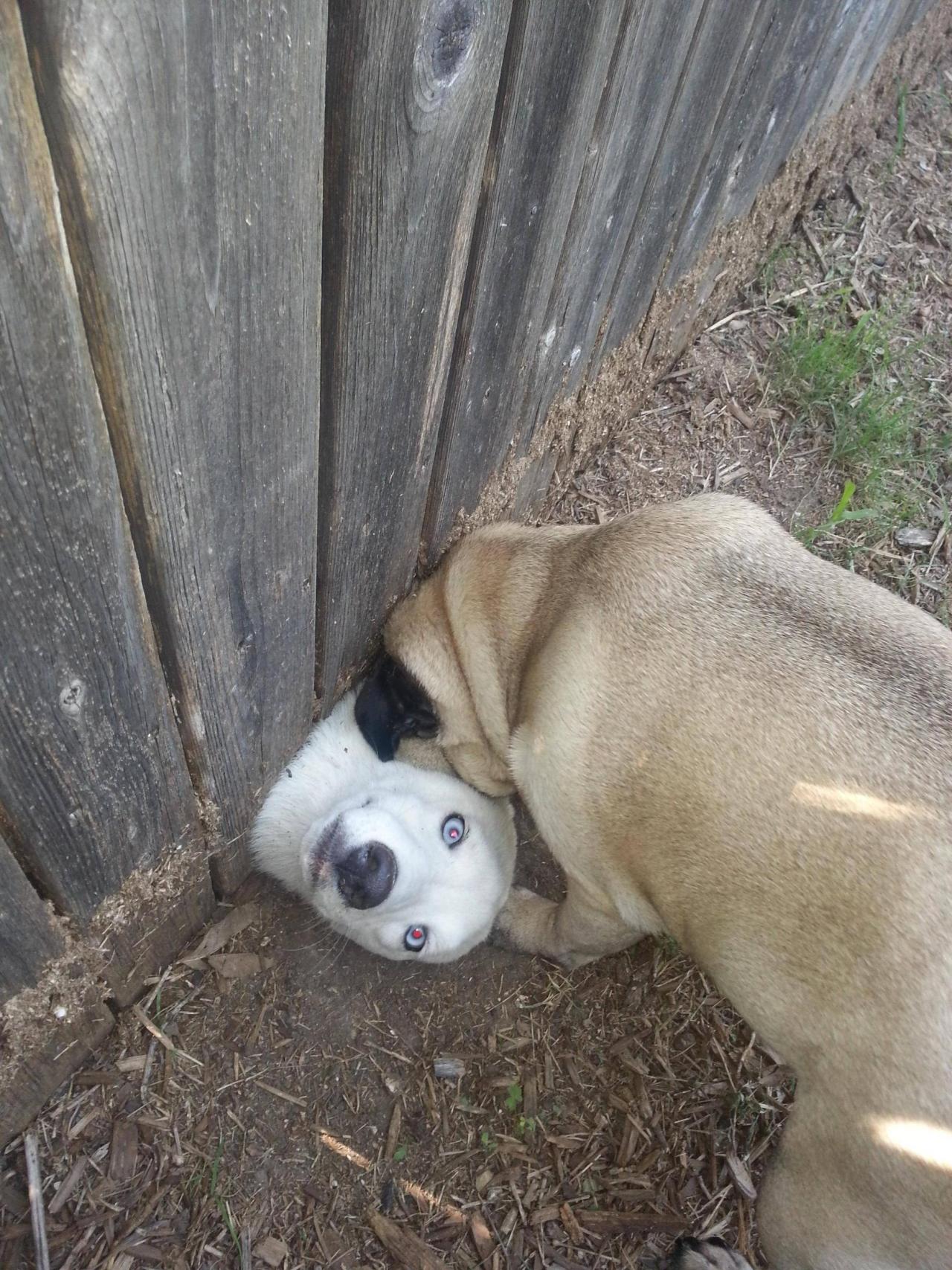 naglly:  お隣さんの新しい犬のあいさつ方法 (via Neighbors got a new