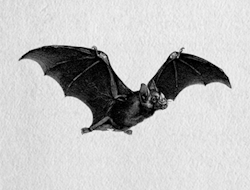 Goth Bats