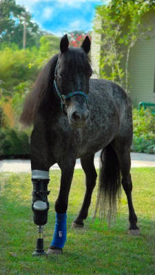 congenitaldisease:  Molly is a grey speckled