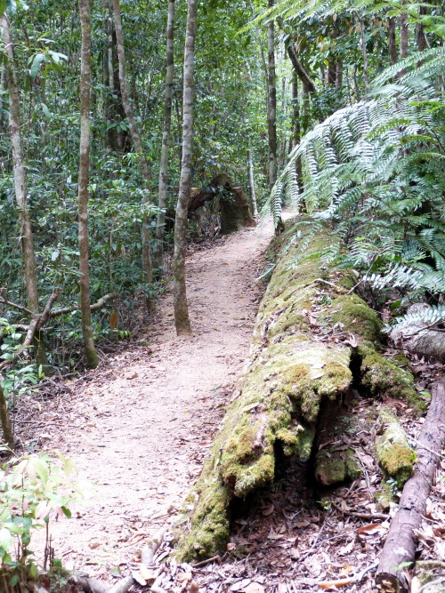 Rainforest at Paluma, Townsville. Queensland Photographer: Melanie Wood