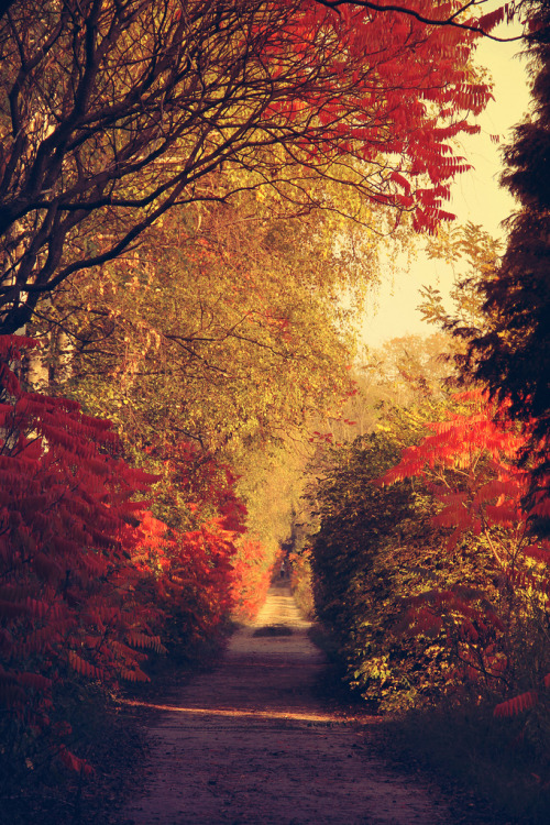 wolf-teeth:Byway (by Babreka)