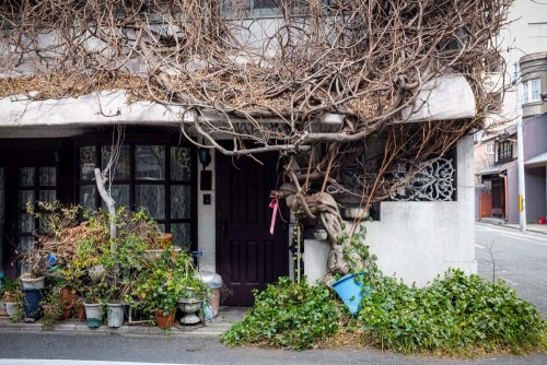 The potted tree that enveloped a house.[Kyoto]