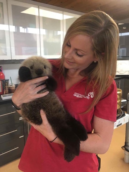 dailyotter: Vancouver Aquarium’s Rescued Sea Otter Pup Says Hello! A few days ago we told you about