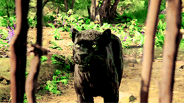 anjelia3:The Jungle Book + Bagheera