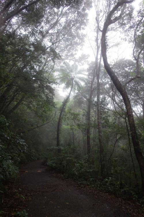 Kinsakubaru virgin forest By : つだ