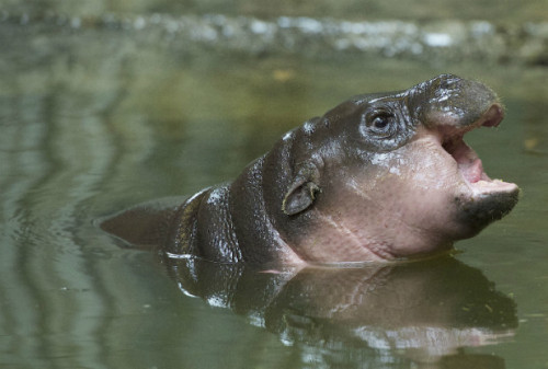 worstcats:I have seen a lot of people referring to this breed of cat as “hippo” which is