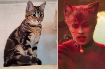 Cats 2019 As Real Cats Cause Why Not