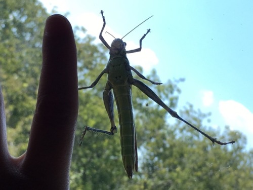 Live from my bedroom window: Obscure Bird Grasshopper Check out those pecs September 6, 2019