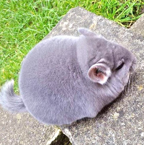 his-shining-tears: Super fluffy chinchilla!