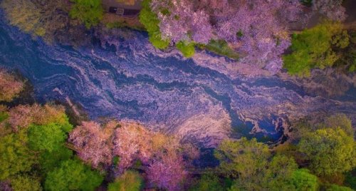 mymodernmet:Fallen Cherry Blossom Petals Fill a Lake in Japan for Naturally Beautiful Scenes From Ab