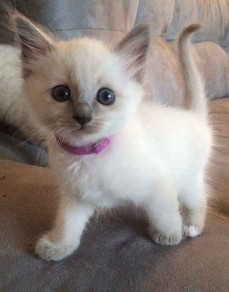 I love kitties
