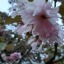 a-guide-to-pretty-flowers