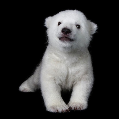 mborgomani:  The Cutest Polar Bear Cub in the World 