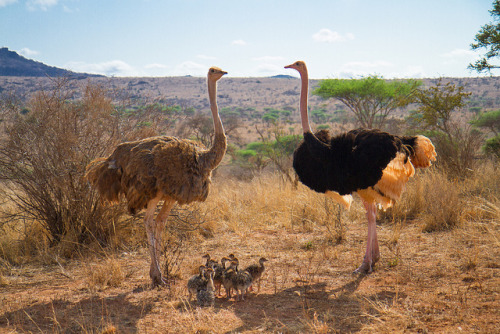 animals-animals-animals:Ostrich Family (by rcrhee)