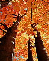 Porn photo batdetectives:  Hello, Autumn »  Fall