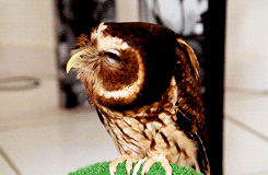 ai-hentai:   this-disgusting-ribbon:  animal-diversity:  It’s like in the second to last gif the owl is saying “I got kissed by a really cute boy” “…oh my"   what a RIDICULOUS ANIMAL   This owl has the prettiest eyelashes omg 