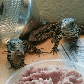 kaijutegu:jessjunk:Clutch homies♡BABIES