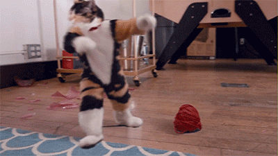 severelyfuturisticharmony: When the owner is not at home, there has been a violent
