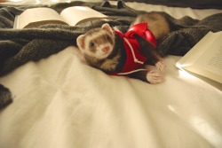 the-book-ferret:  Book Ferret Winter Fashion