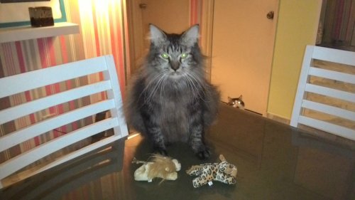 cute-overload:  My friend’s cat Mushu is unhappy with his presents.http://cute-overload.tumblr.com source: http://imgur.com/r/aww/35Y8wlc