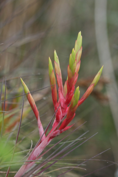 Bract of a cardinal air plant (tillandsia fasciculata), Everglades National Park, FL