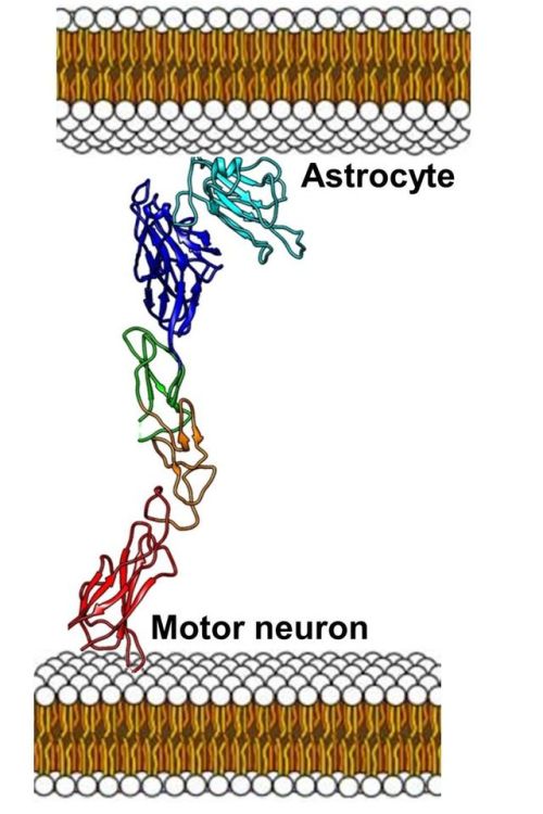 Researchers Show How Lou Gehrig’s Disease Progression Could Be DelayedA team of biomedical scientist