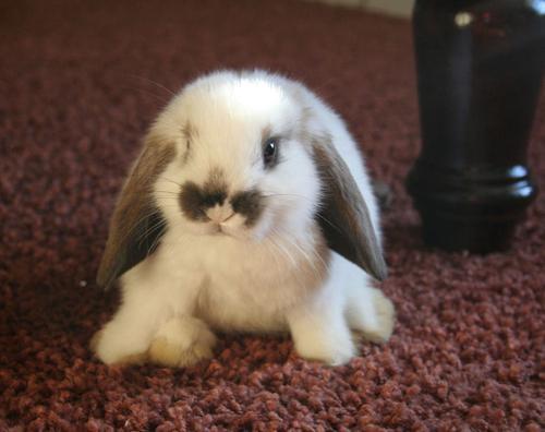 llbwwb: For the Bunny Lovers:) by Irony, Cuttest thing ever? Definitely.