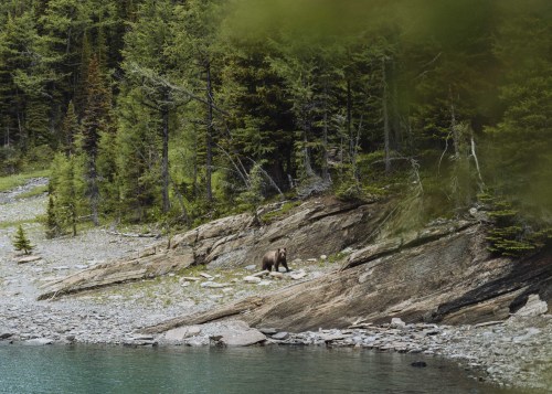 HIKING THE ROCKWALL TRAILThe Rockwall Trail is stunning a 55km (34 mile) trek through BC&rsquo;s Roc