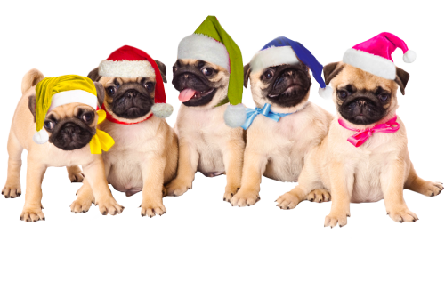 Merry Transparent Pugmas!!