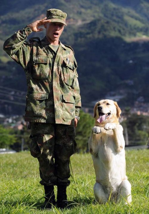 nicholassabalos: War dogs…. These dogs are soldiers. Warriors! They serve….and fight&h