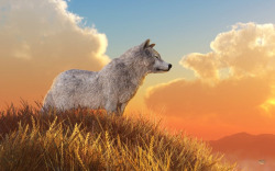 wolfsheart-blog:Wolf by Daniel Eskridge.