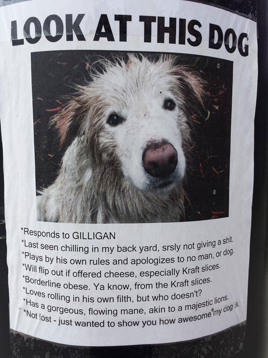 srsfunny:  Look At This Dog, Just Look At Himhttp://srsfunny.tumblr.com/ 