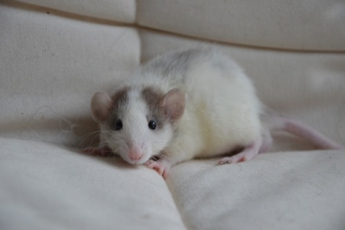 karasratworld:  The wee little Peabody 