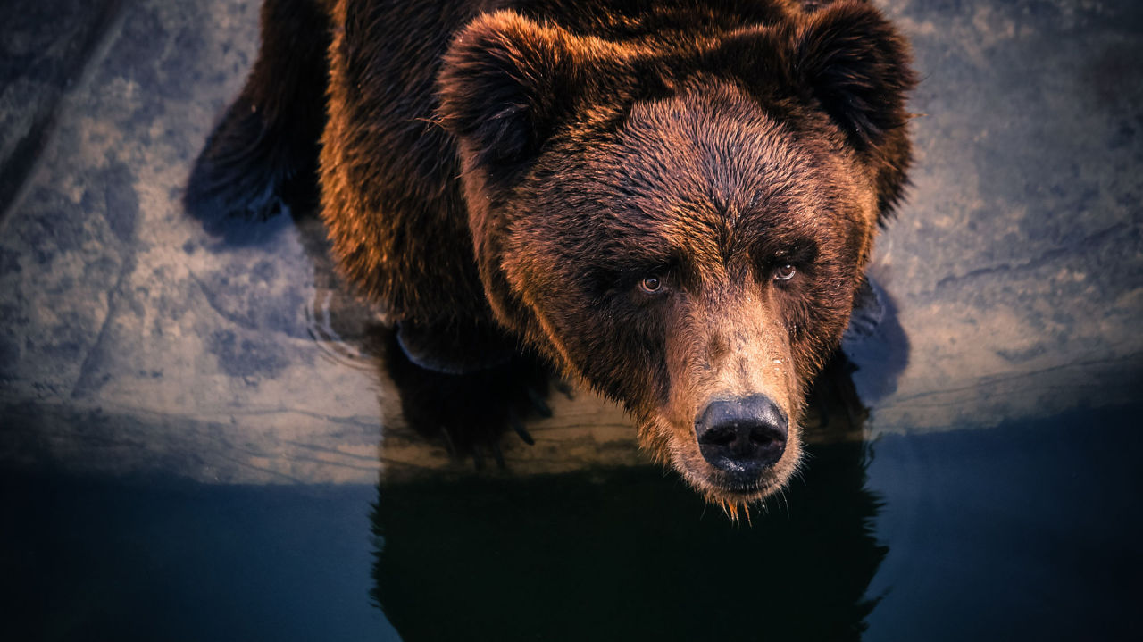 taiga-codex:  Bear. by moazphotographyy http://ift.tt/1q4HGGM 