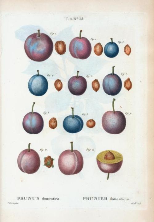 Pierre Joseph Redouté, types of plums, Prunus domestica and Myrobalana, 1801-19. From: Traité des ar